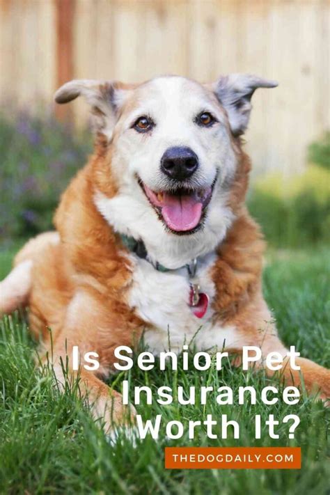 senior dog insurance quotes.